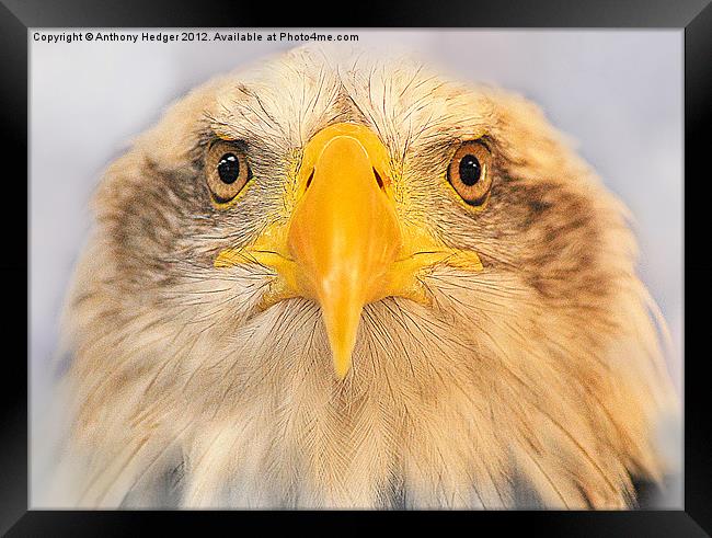 Bald Eagle Framed Print by Anthony Hedger