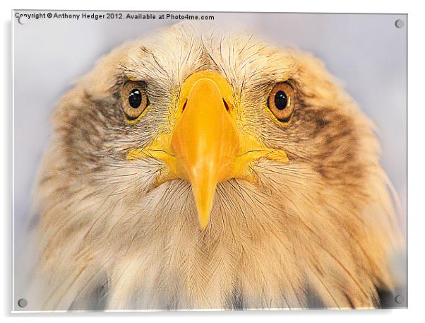 Bald Eagle Acrylic by Anthony Hedger
