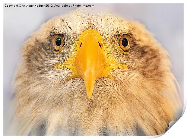 Bald Eagle Print by Anthony Hedger