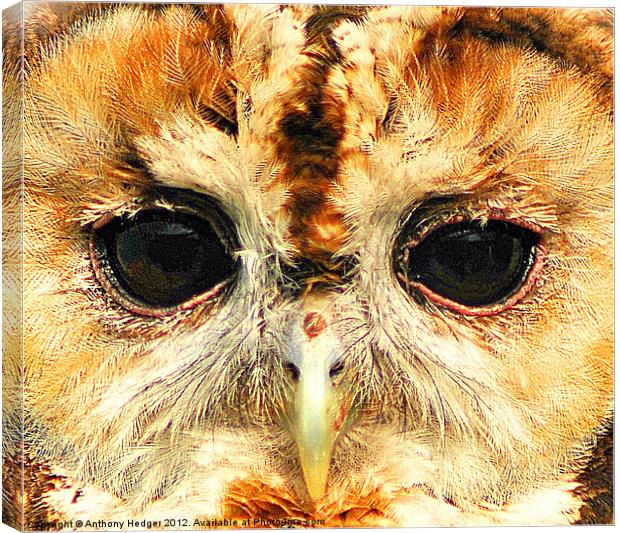 Tawny Owl - Up close and personal Canvas Print by Anthony Hedger