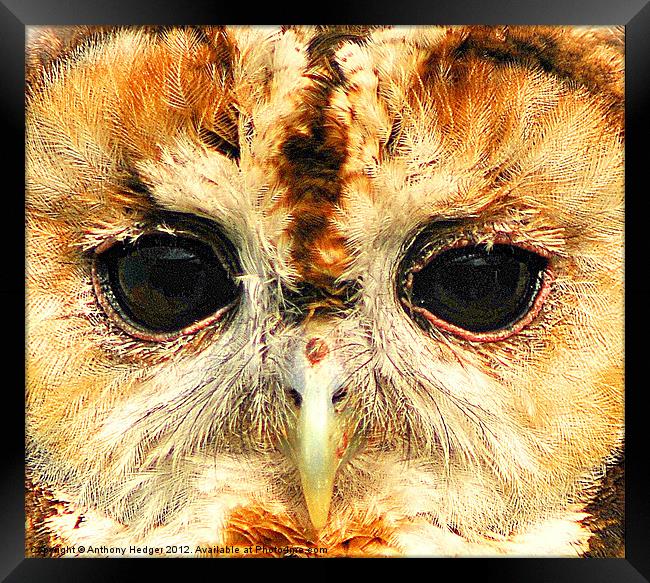 Tawny Owl - Up close and personal Framed Print by Anthony Hedger