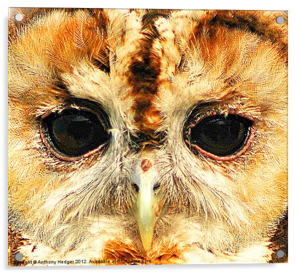 Tawny Owl - Up close and personal Acrylic by Anthony Hedger