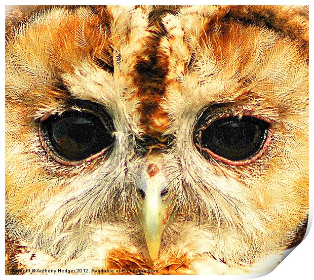 Tawny Owl - Up close and personal Print by Anthony Hedger