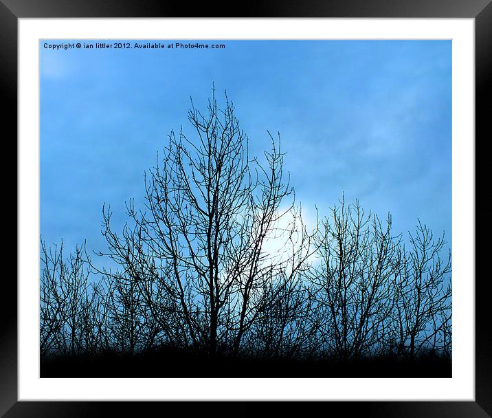 dark trees Framed Mounted Print by ian littler