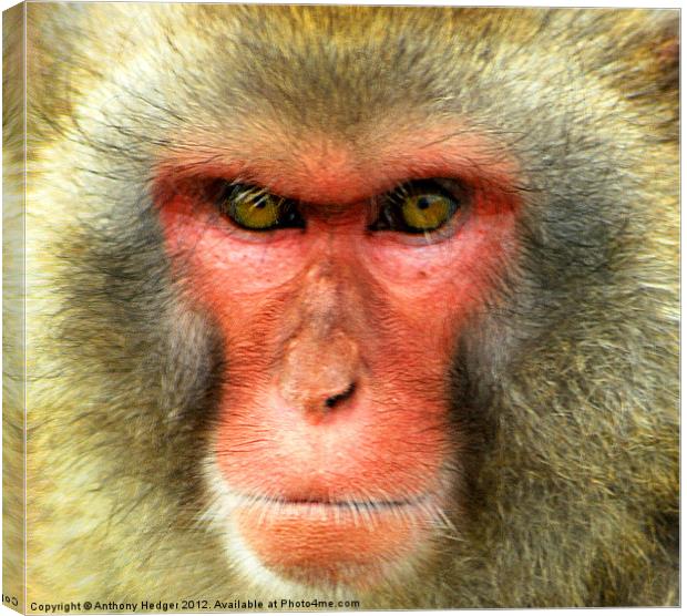 Snow Monkey - Up close and personal Canvas Print by Anthony Hedger