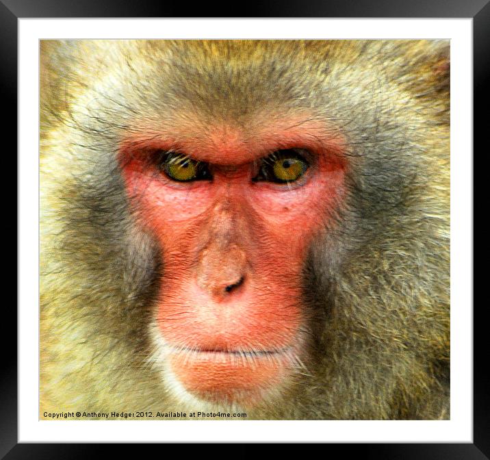Snow Monkey - Up close and personal Framed Mounted Print by Anthony Hedger