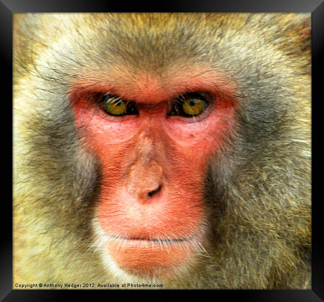 Snow Monkey - Up close and personal Framed Print by Anthony Hedger