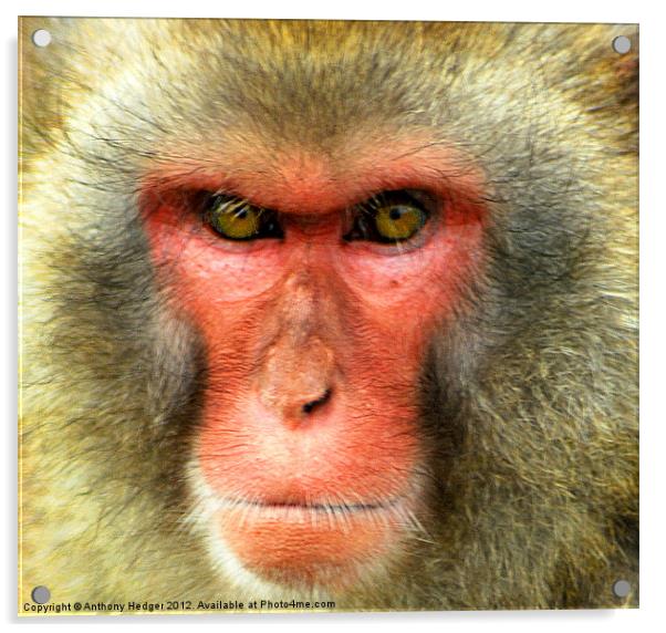 Snow Monkey - Up close and personal Acrylic by Anthony Hedger