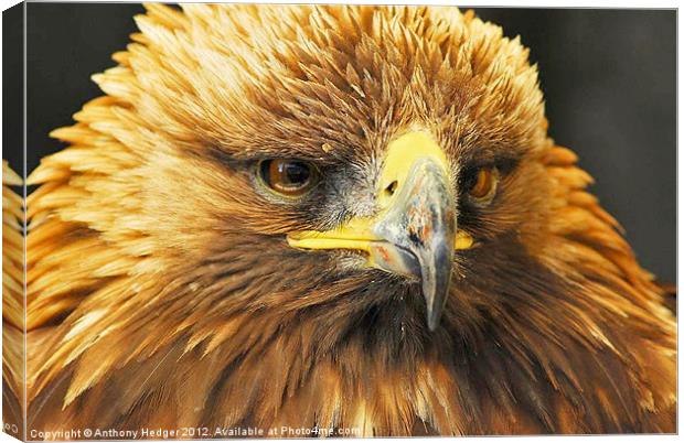 Bird of Prey - Up close and personal Canvas Print by Anthony Hedger