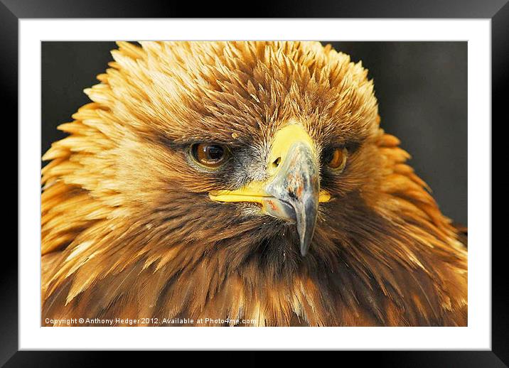 Bird of Prey - Up close and personal Framed Mounted Print by Anthony Hedger