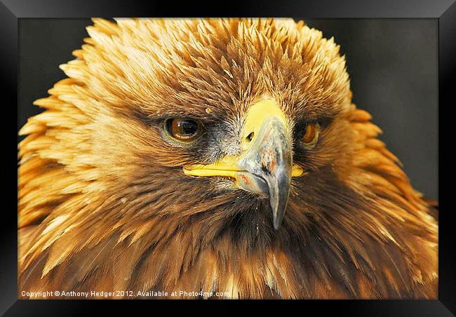 Bird of Prey - Up close and personal Framed Print by Anthony Hedger