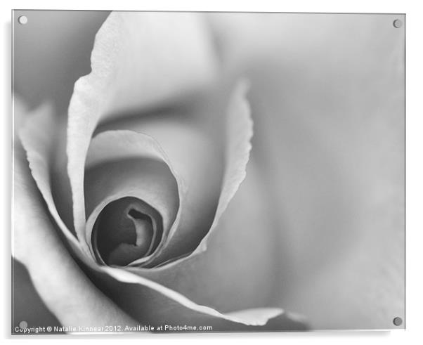 Romantic Black and White Floral Wall Art Acrylic by Natalie Kinnear