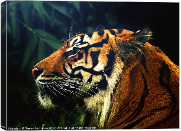 Tiger, Tiger Burning Bright Canvas Print by Susan Jamieson