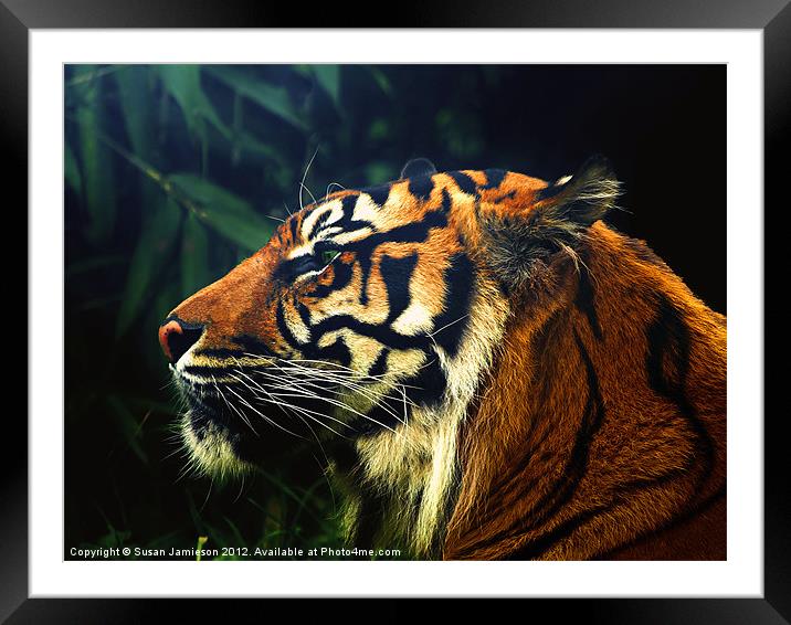 Tiger, Tiger Burning Bright Framed Mounted Print by Susan Jamieson