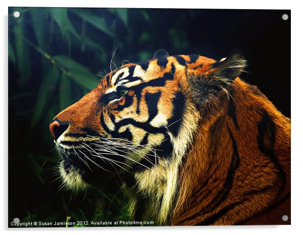 Tiger, Tiger Burning Bright Acrylic by Susan Jamieson