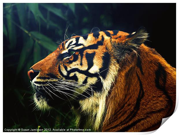 Tiger, Tiger Burning Bright Print by Susan Jamieson