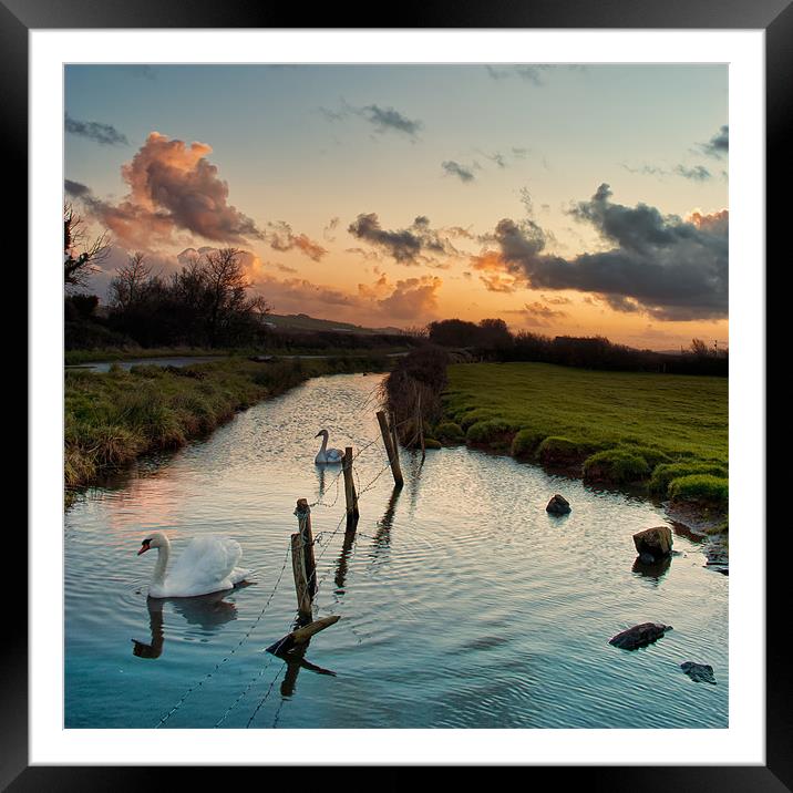 Swans Framed Mounted Print by Dave Wilkinson North Devon Ph