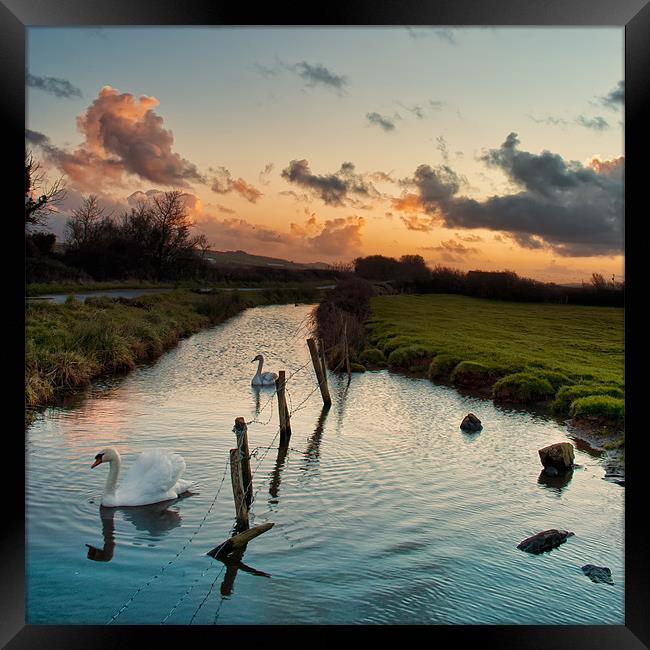 Swans Framed Print by Dave Wilkinson North Devon Ph