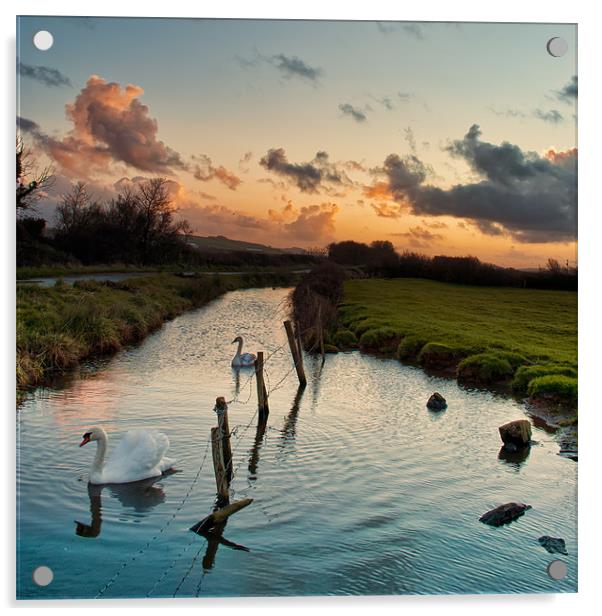 Swans Acrylic by Dave Wilkinson North Devon Ph