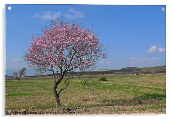 Pink blossom Acrylic by Digby Merry