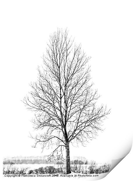 A tree in winter Print by Francesca Shearcroft