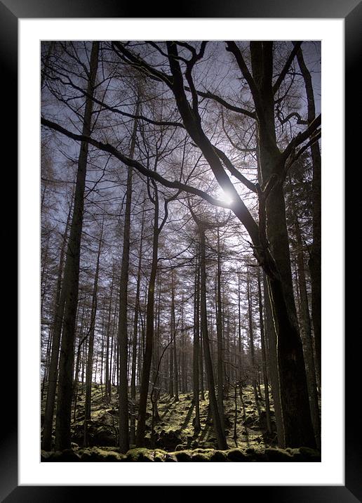 Forest Light. Framed Mounted Print by Peter Carroll