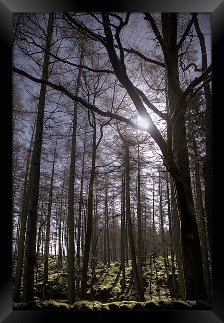 Forest Light. Framed Print by Peter Carroll