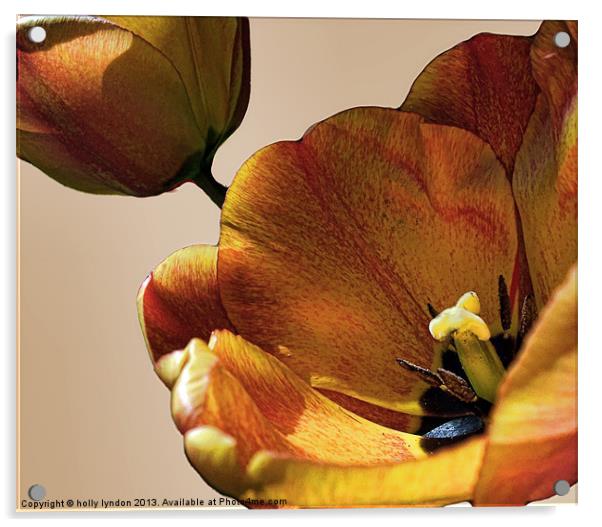 Pretty Tulip Acrylic by holly lyndon