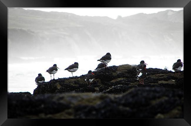 Cornish Oystercatcher Spindrift Framed Print by Roger Butler