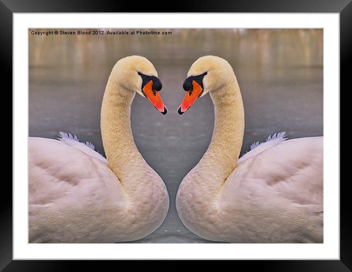 Swans on ice Framed Mounted Print by Steven Blood