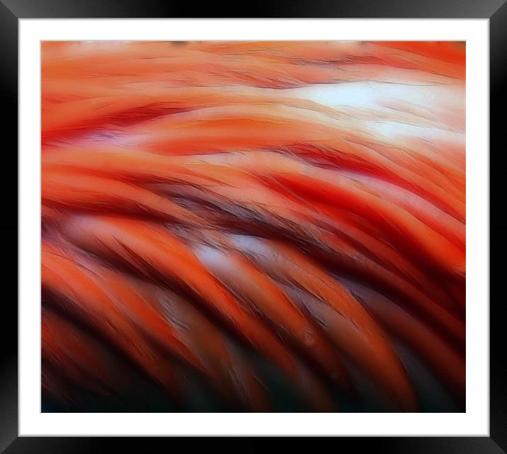 Flamingo in Abstract Framed Mounted Print by Mikaela Fox