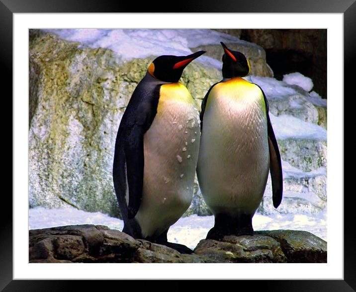 Penguin Partners Framed Mounted Print by Mikaela Fox
