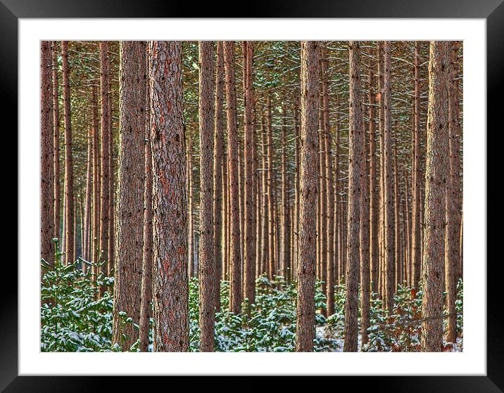 The Trees Framed Mounted Print by David Wynia