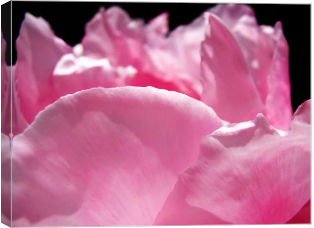 Peony Pink Canvas Print by Mary Lane