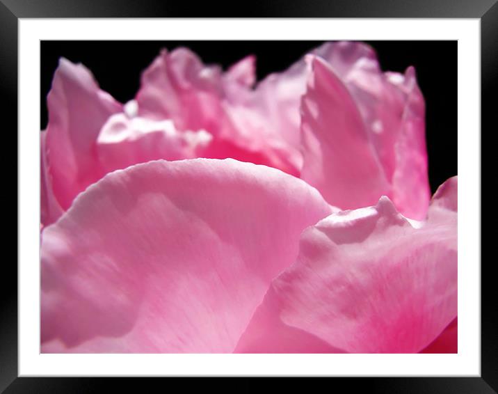 Peony Pink Framed Mounted Print by Mary Lane