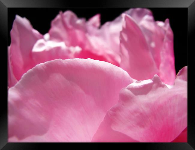 Peony Pink Framed Print by Mary Lane