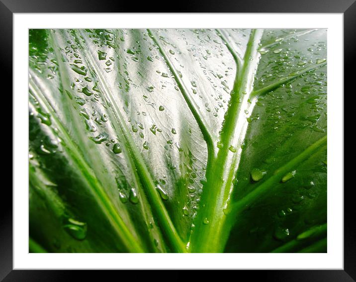 Leaf Waterdrops Framed Mounted Print by Mary Lane