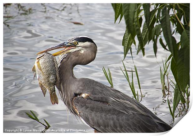 Fish For Dinner Print by Lynne Morris (Lswpp)