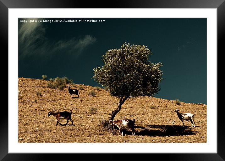 Mountain Goats around Olive Tree Framed Mounted Print by JG Mango