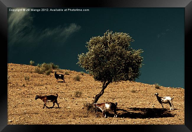 Mountain Goats around Olive Tree Framed Print by JG Mango