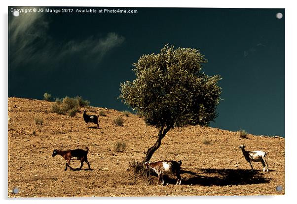 Mountain Goats around Olive Tree Acrylic by JG Mango