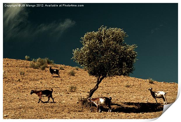 Mountain Goats around Olive Tree Print by JG Mango
