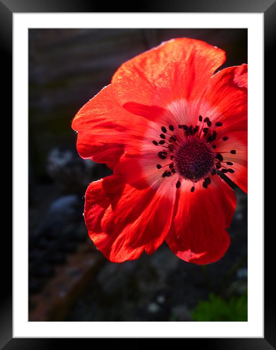 Poppy Framed Mounted Print by Hayley Cole