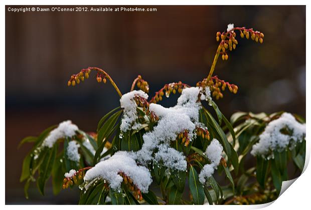 Pieris Japonica Print by Dawn O'Connor