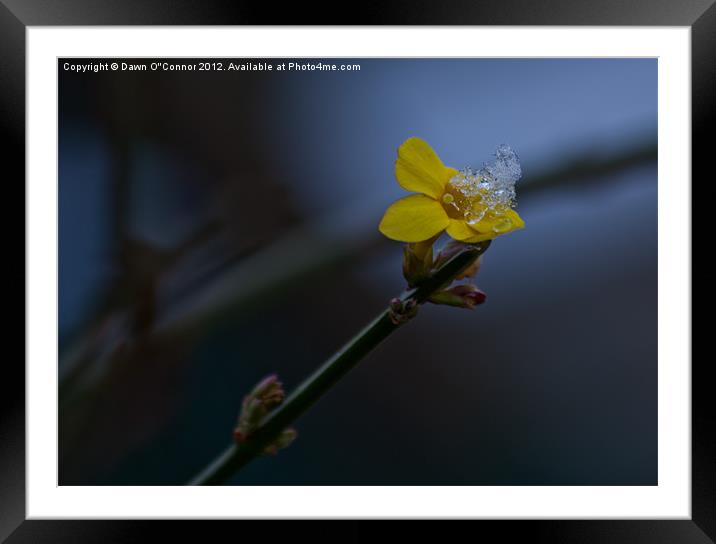 Winter Flowering Jasmine Framed Mounted Print by Dawn O'Connor