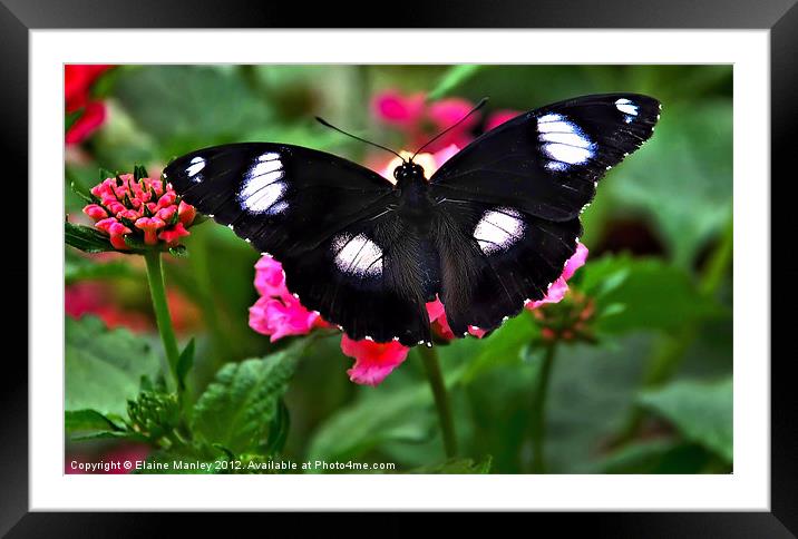 Blue Moon Butterfly Framed Mounted Print by Elaine Manley