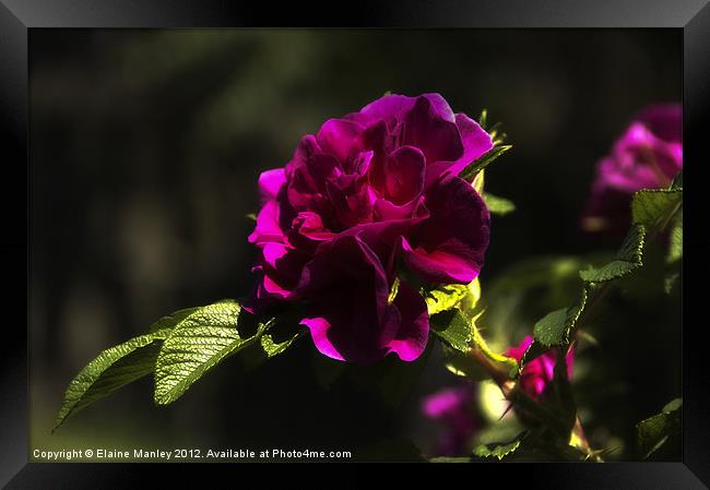 Crimson Rose Flower Framed Print by Elaine Manley
