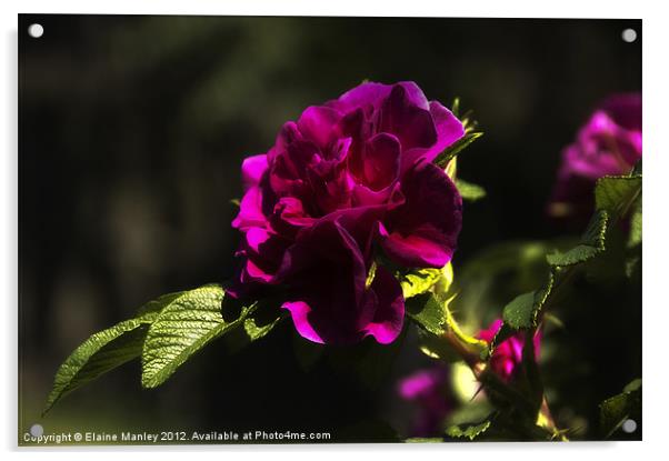 Crimson Rose Flower Acrylic by Elaine Manley
