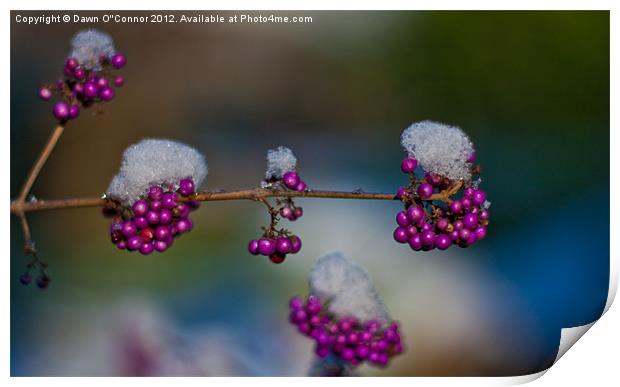 Callicarpa Print by Dawn O'Connor