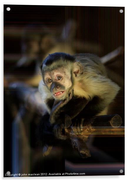 monkey Acrylic by john maclean